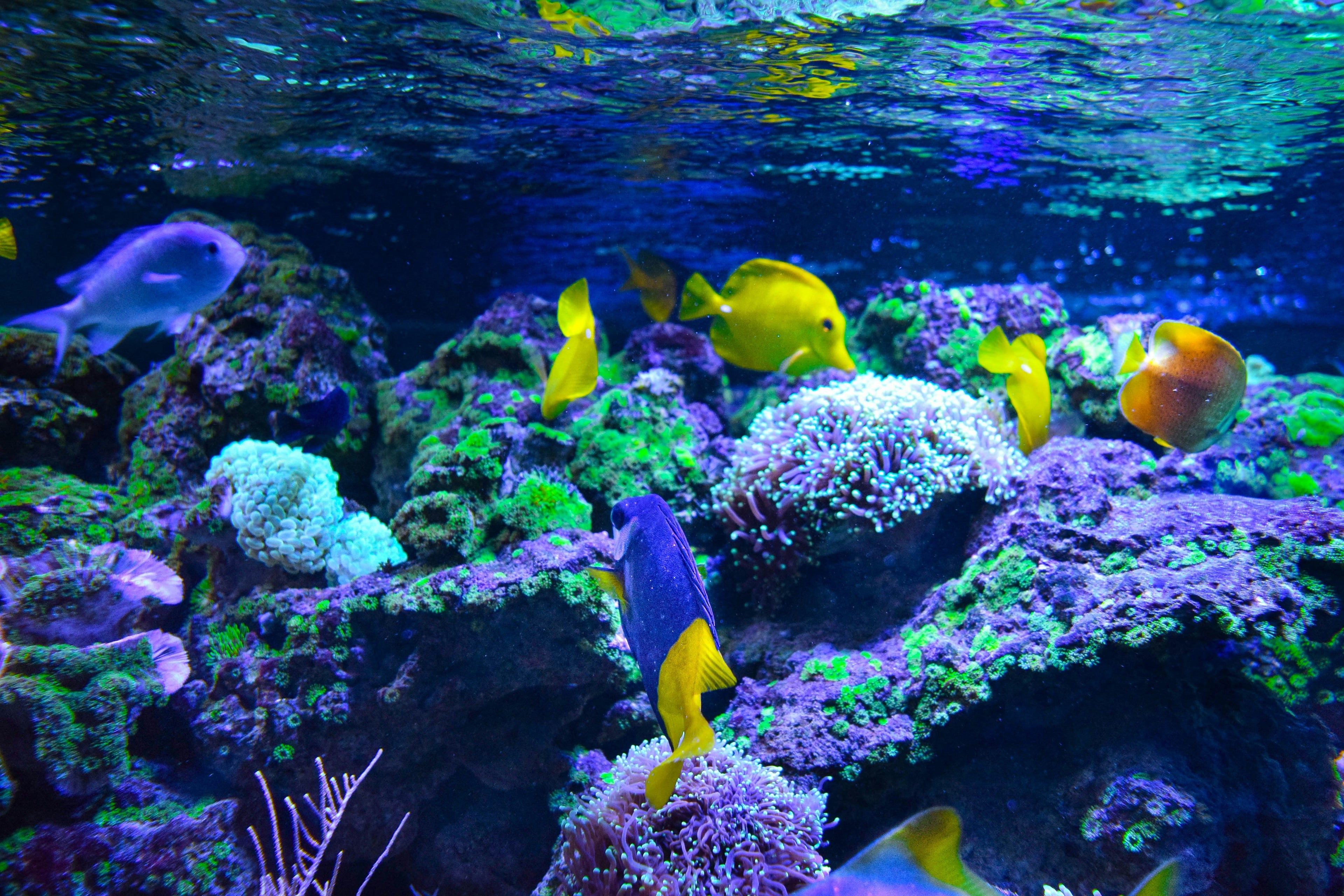 Home Aquarium