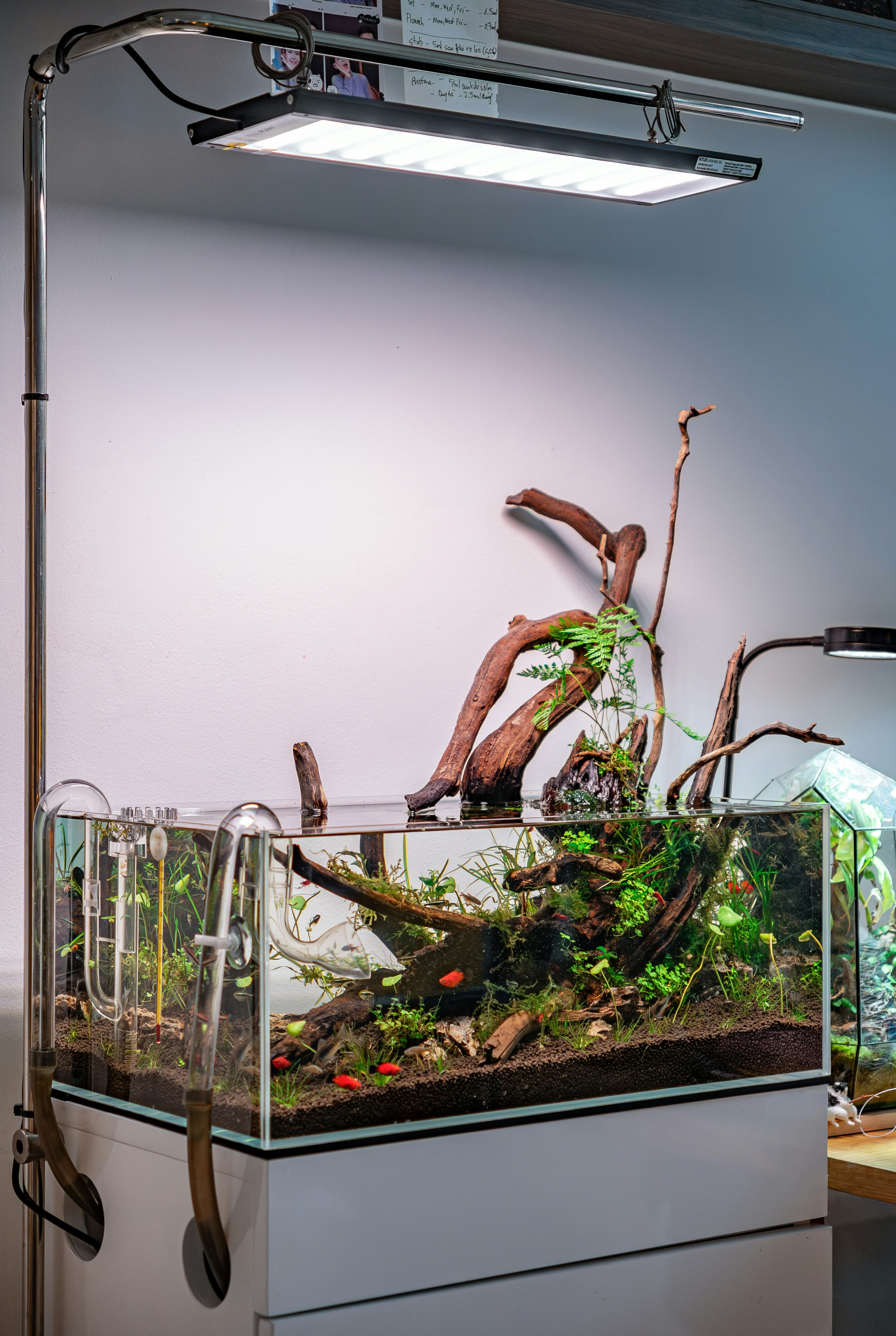 Office Aquarium
